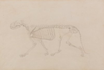 Vergleichende anatomische Darstellung der Struktur des menschlichen Körpers mit der eines Tigers und einer Kuh von George Stubbs